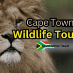 Wildlife adventures in Cape Town