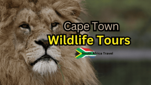 Wildlife adventures in Cape Town
